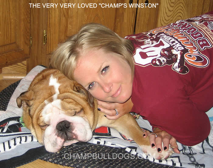 English Bulldog puppies